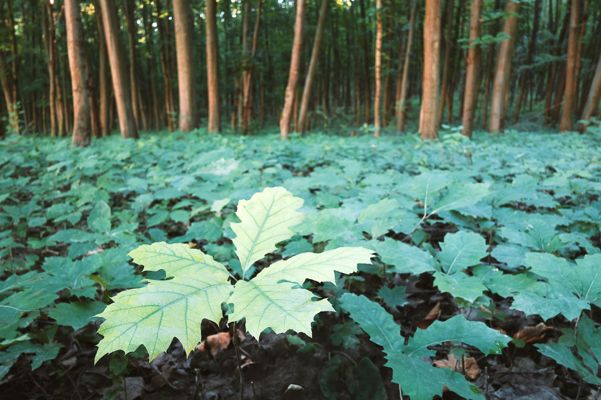 Young oak tree seedlings